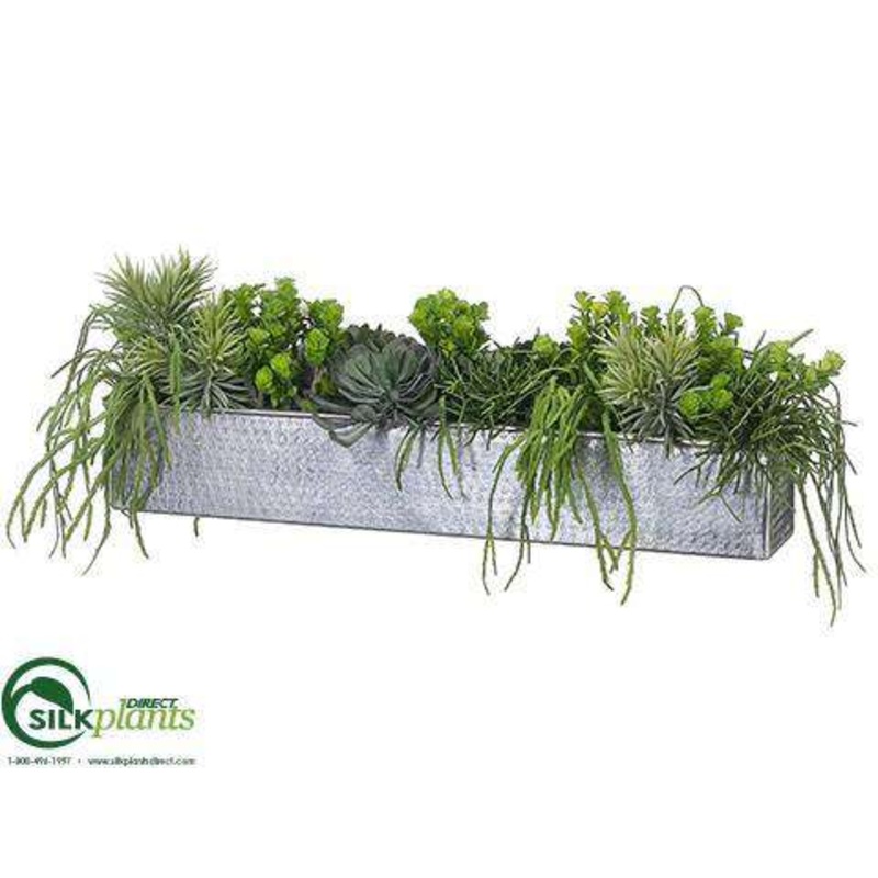 Aeonium, Cactus Arrangement – Green – Pack of 1