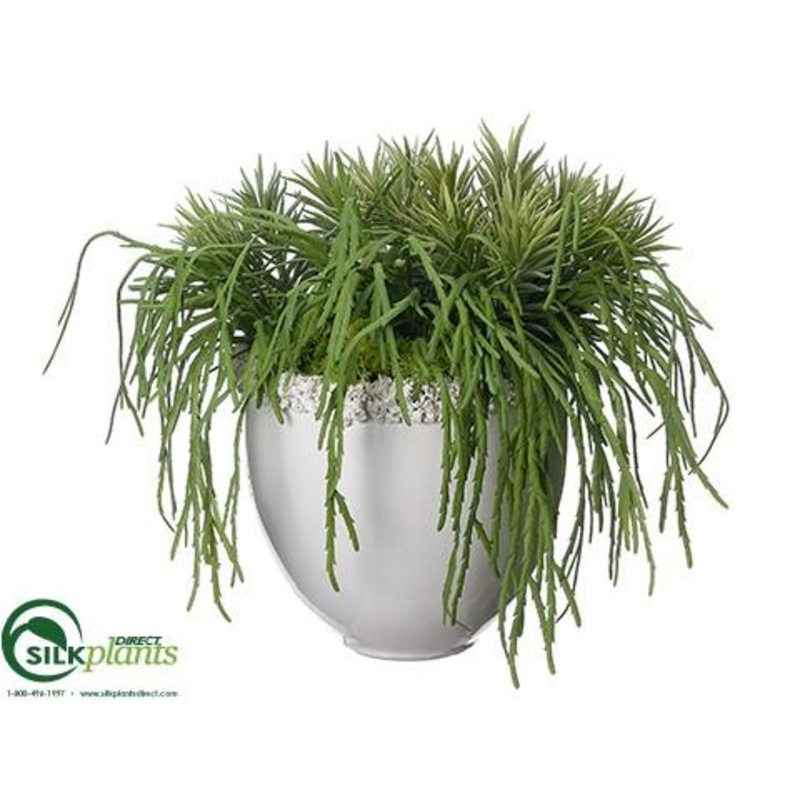 Sedum, Cactus Arrangement – Green – Pack of 1