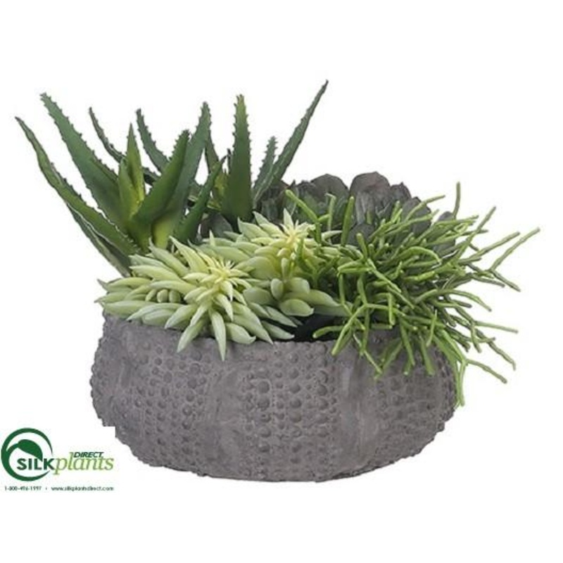 Succulents – Green – Pack of 1