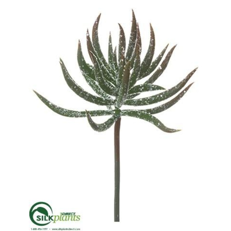 Aeonium Spray – Burgundy Green – Pack of 24