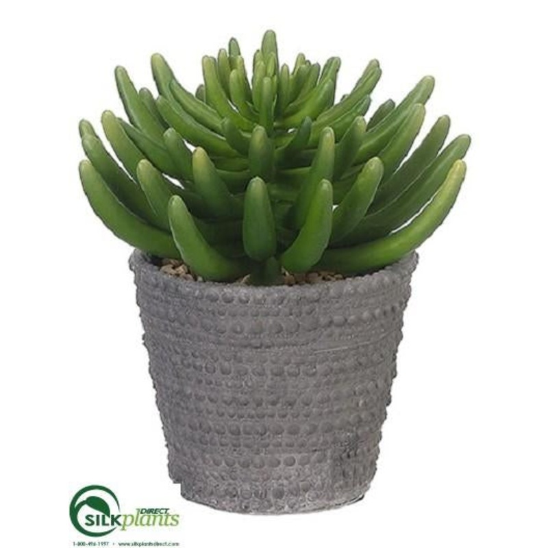 Aeonium – Green – Pack of 1