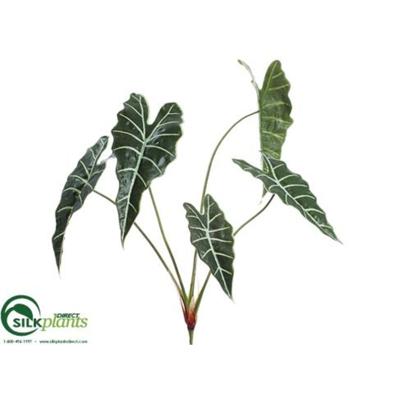 Alocasia Plant – Green – Pack of 12