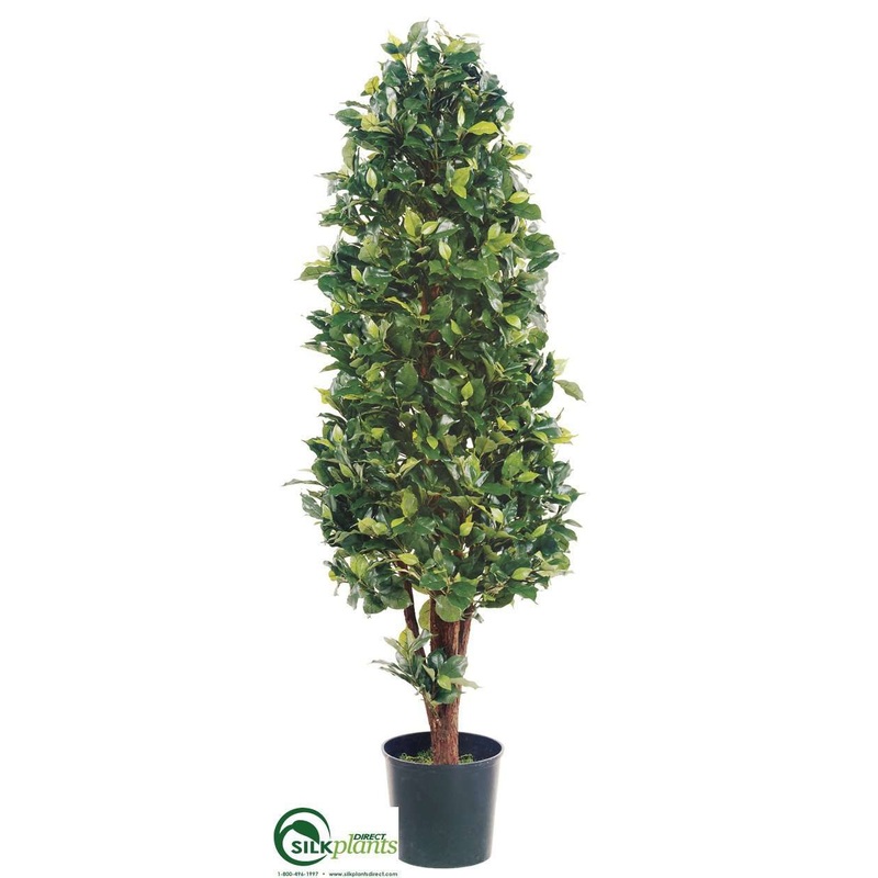 Ficus Cone Tree – Green Two Tone – Pack of 2