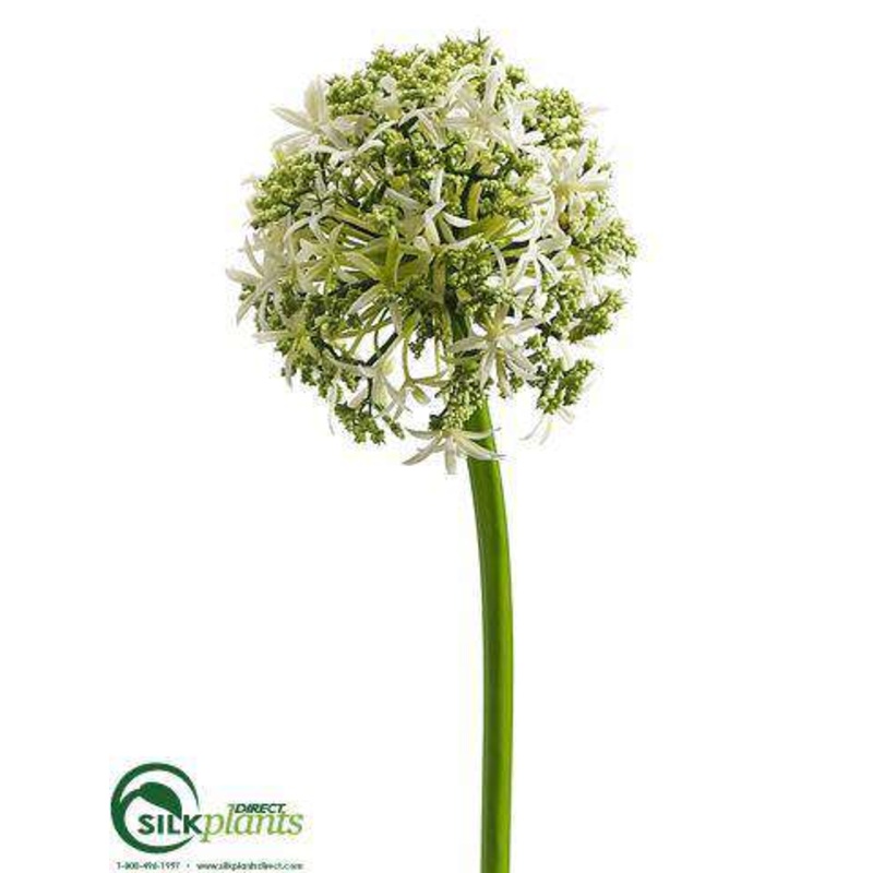 Allium Spray – Cream – Pack of 12