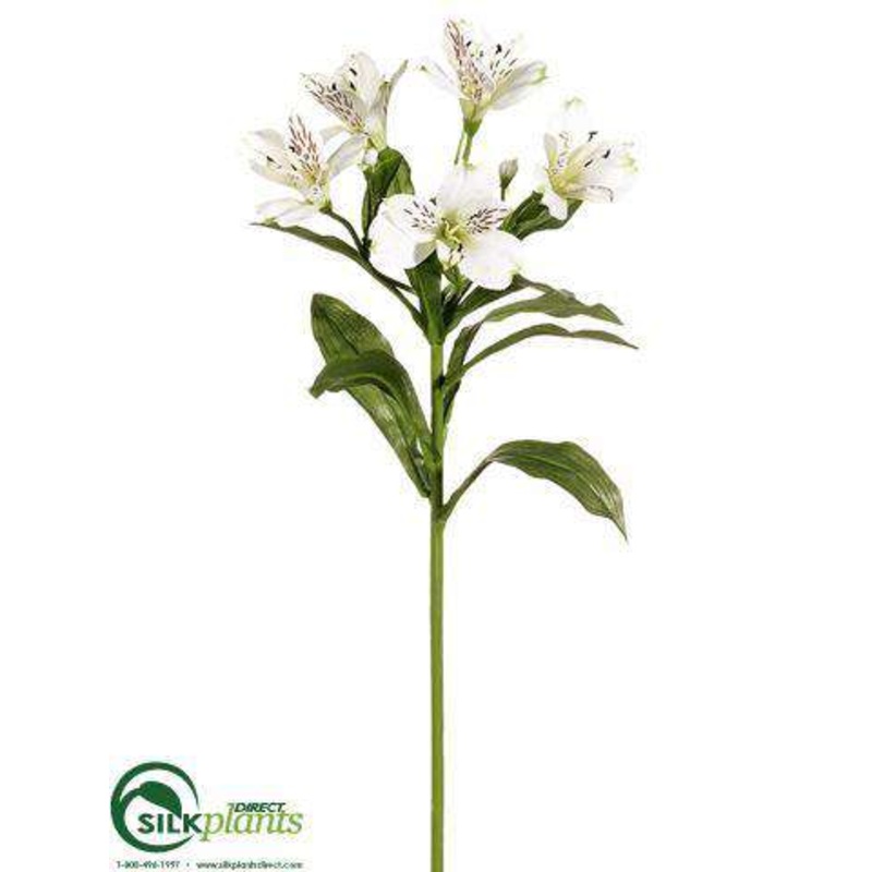 Alstroemeria Spray – White Cream – Pack of 12