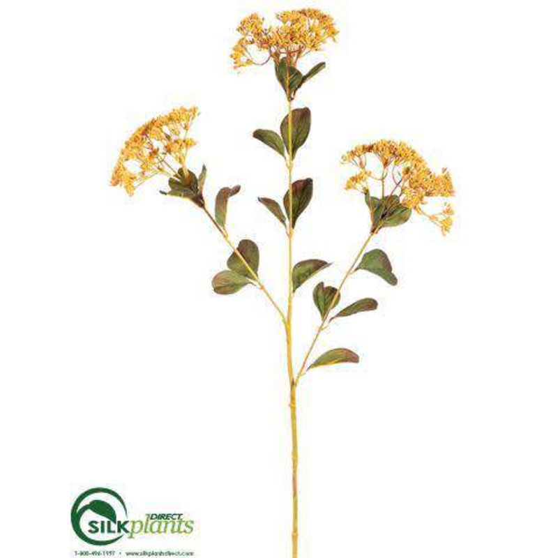Achillea Spray – Gold Old – Pack of 12