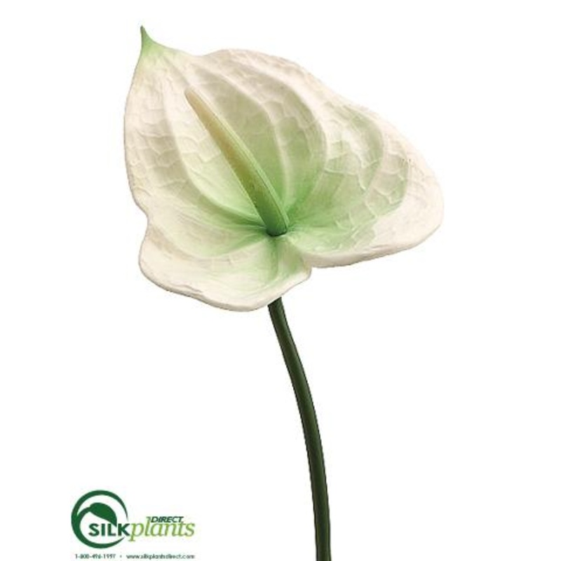 Anthurium Spray – Cream – Pack of 12
