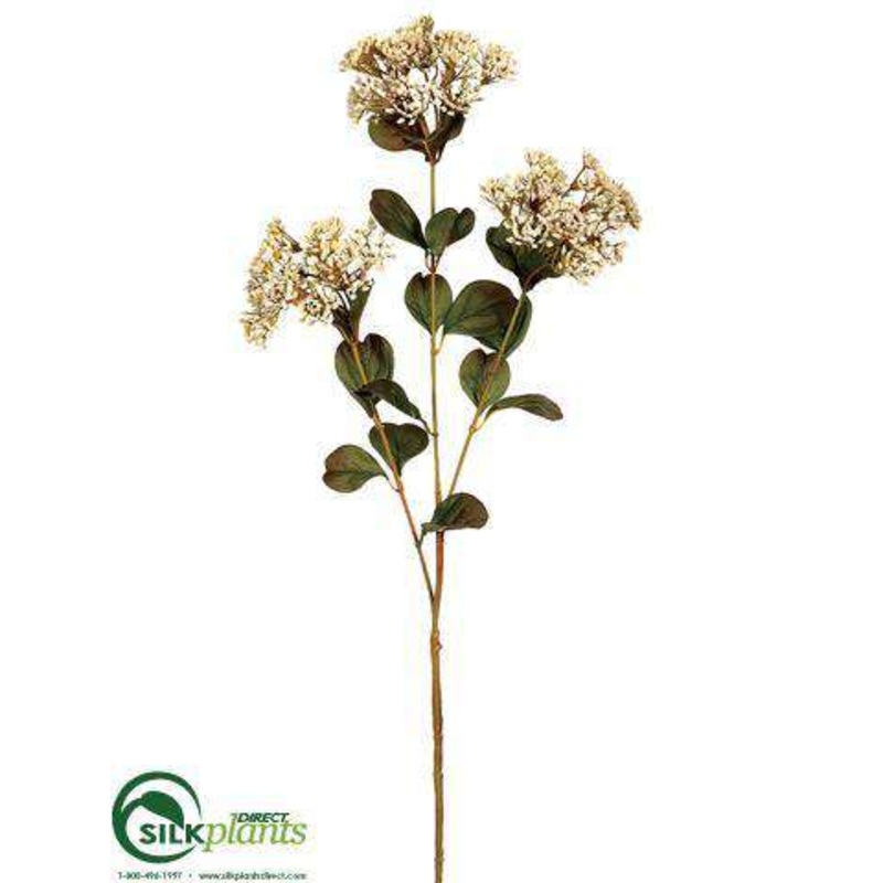 Achillea Spray – Cream – Pack of 12