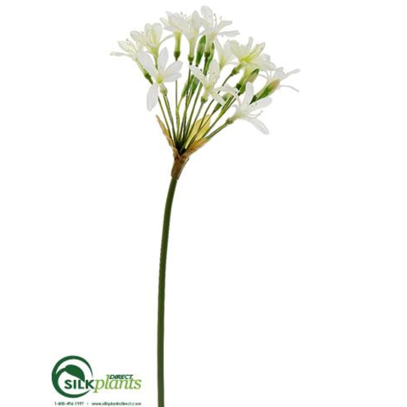 Agapanthus Spray – Cream Green – Pack of 12