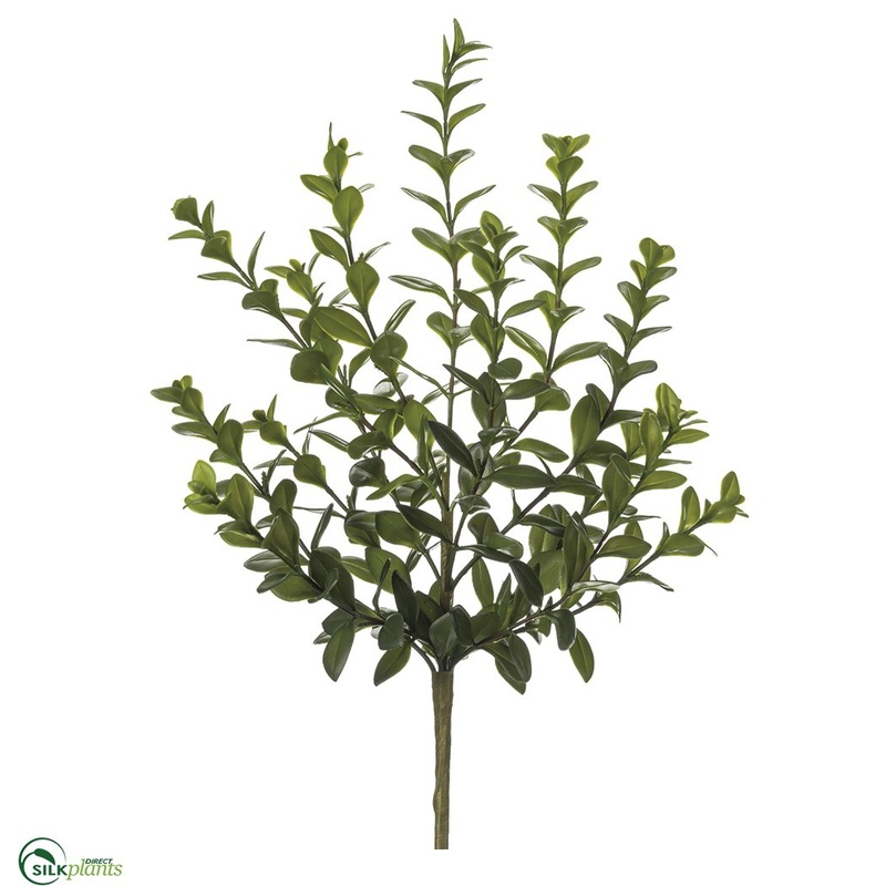 Wintergreen Boxwood Bush – Green – Pack of 12