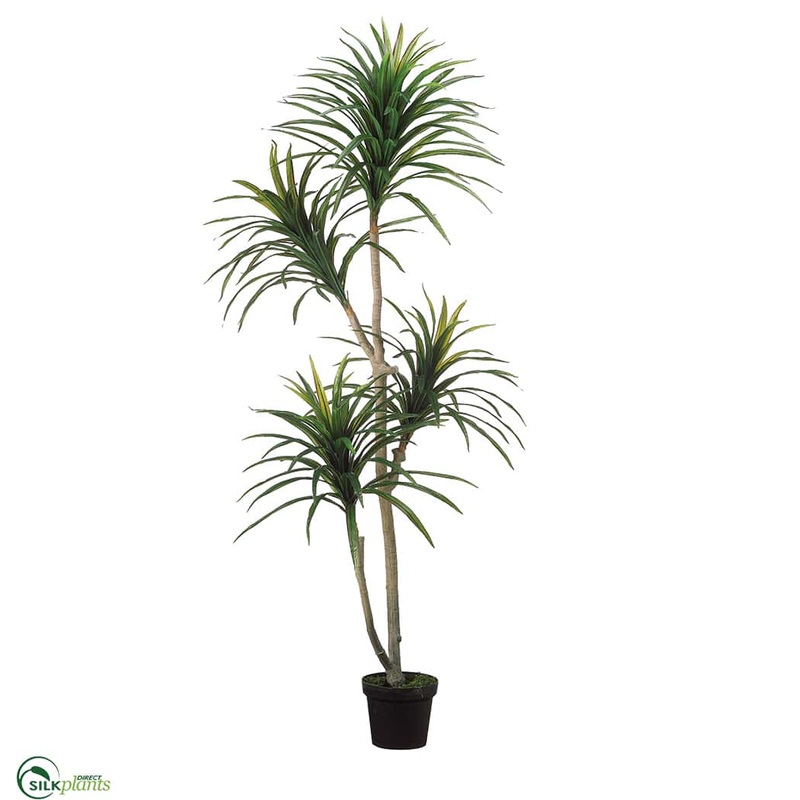 Yucca Tree – Green Burgundy – Pack of 1