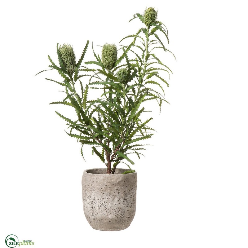 Banksia – Green – Pack of 1