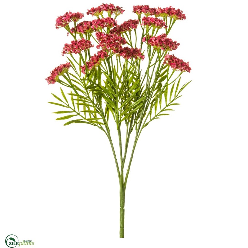 Queen Anne’s Lace Bush – Beauty – Pack of 6