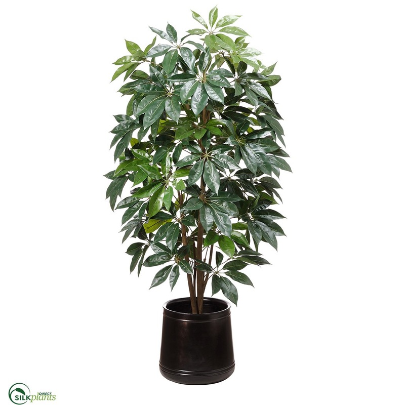 Schefflera Tree Black – Green – Pack of 1