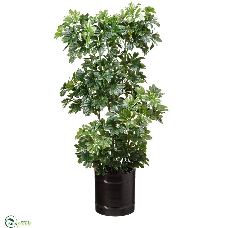 Schefflera Tree – Green Black – Pack of 1