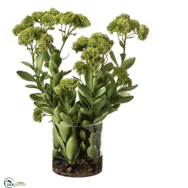 Sedum with Rocks – Green Burgundy – Pack of 1