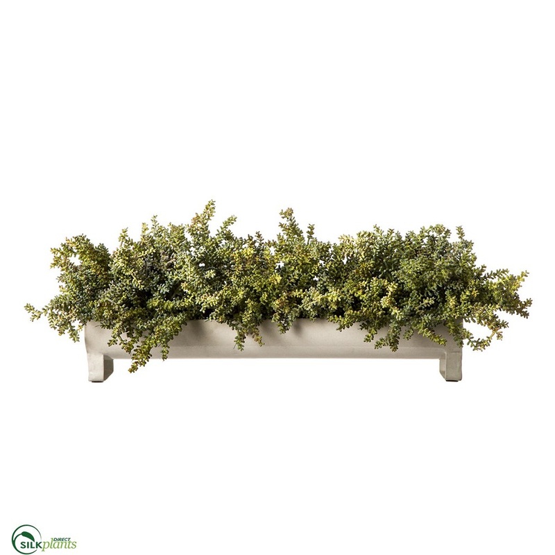 Sedums – Green – Pack of 1